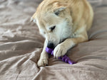 Fish Bone Ultra Durable Nylon Chew Toy