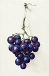 Bunch of Blue Grapes by Jean Bernard