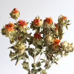 Safflower Carthamus