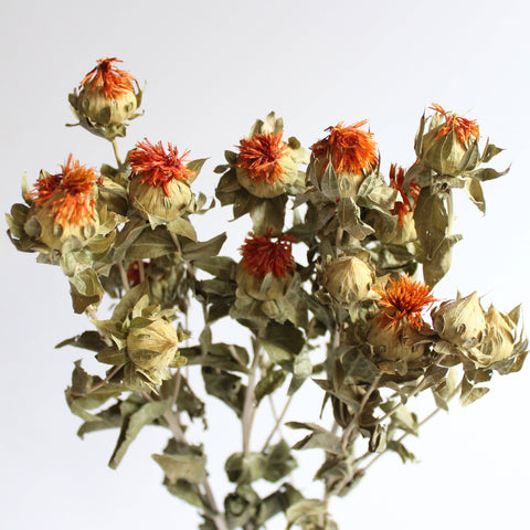 Safflower Carthamus