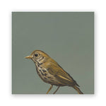 Thrush Wood Wall Art Decor bird panel